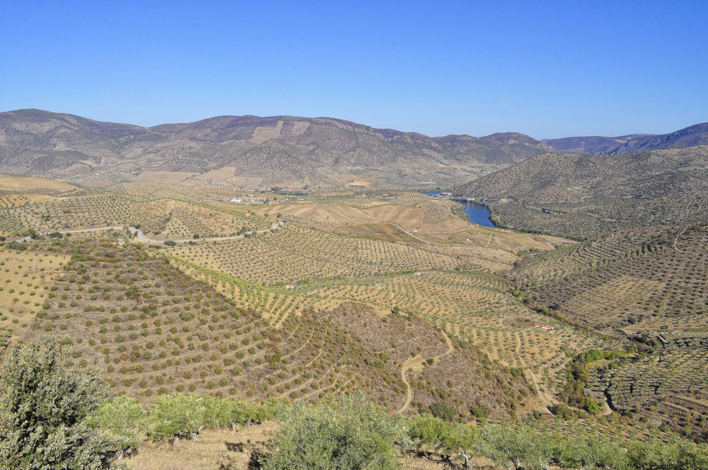 Tree farms on the border of Spain and Portugal.