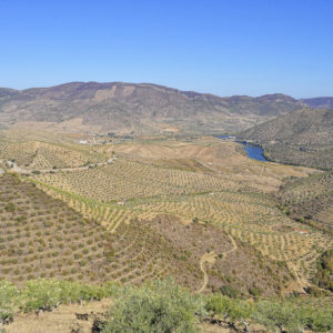 Tree farms on the border of Spain and Portugal.