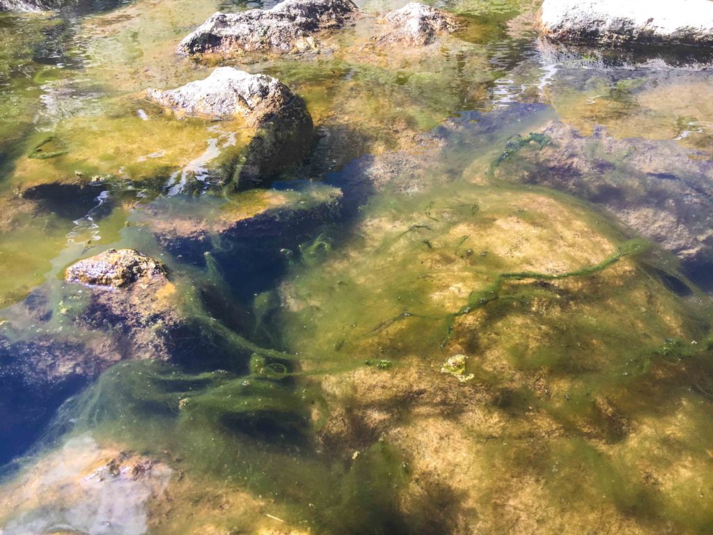 Green algae in Sky Pond, RMNP