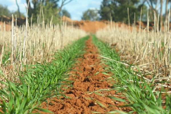 Retaining Stubble in No Till farming