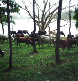 Grazing cattle near body of water.