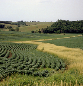 Crops on a hillside.