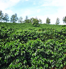 Thick vegetated hillside.