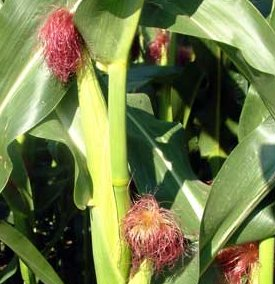 Image of corn.