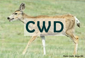 Deer with Cronic Wasting Disease