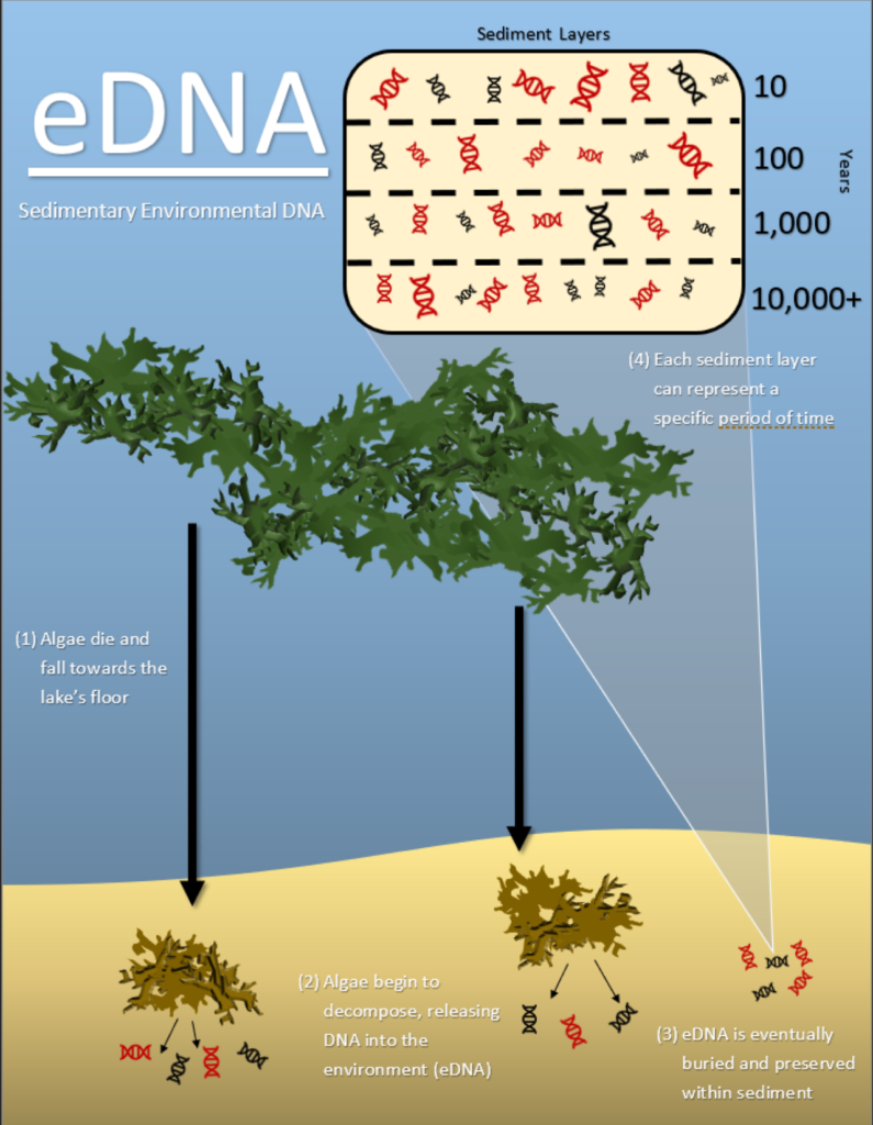 Fact sheet that outlines how DNA accumulates in lake sediments