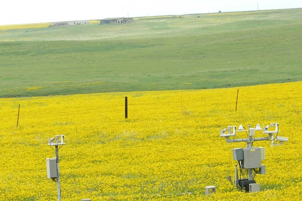 UVB monitoring in field of flowers