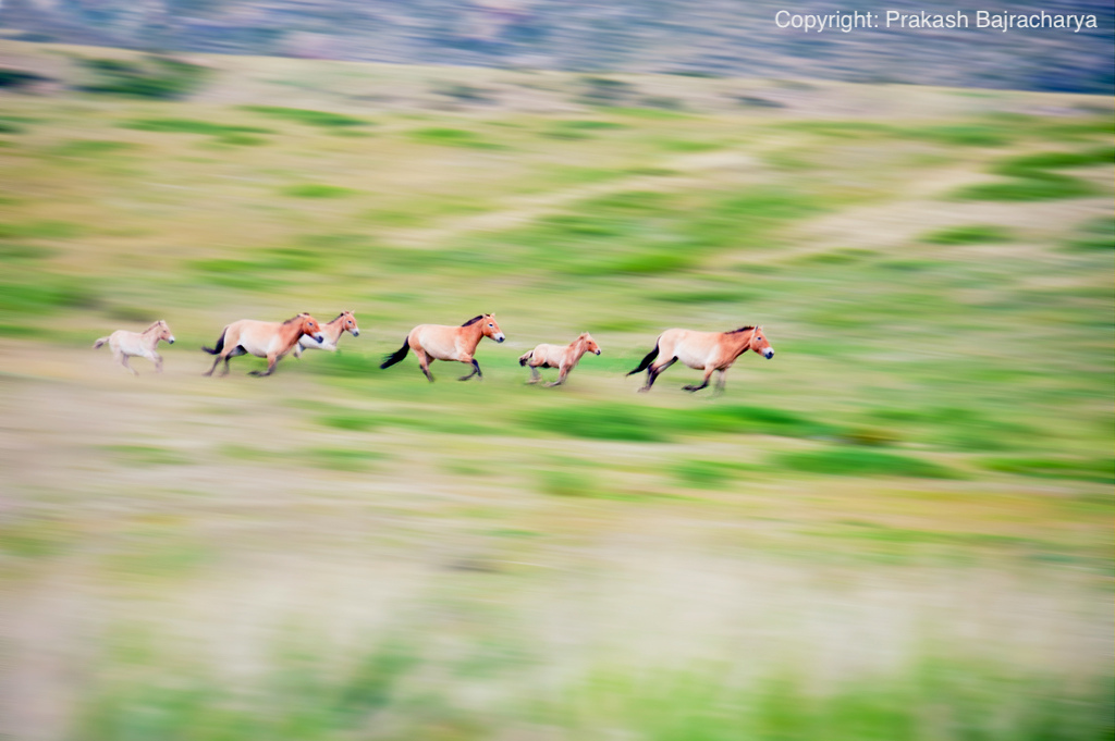 A running herd of feral horses in Mongolia