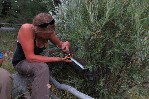 Student taking measurements of a willow.