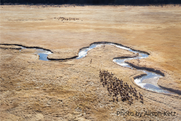 Elk in grassland by river.