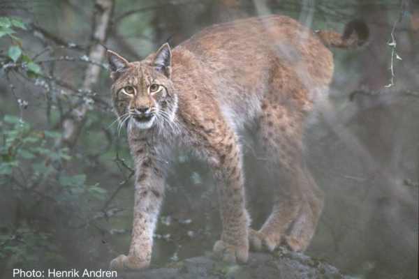 Lynx