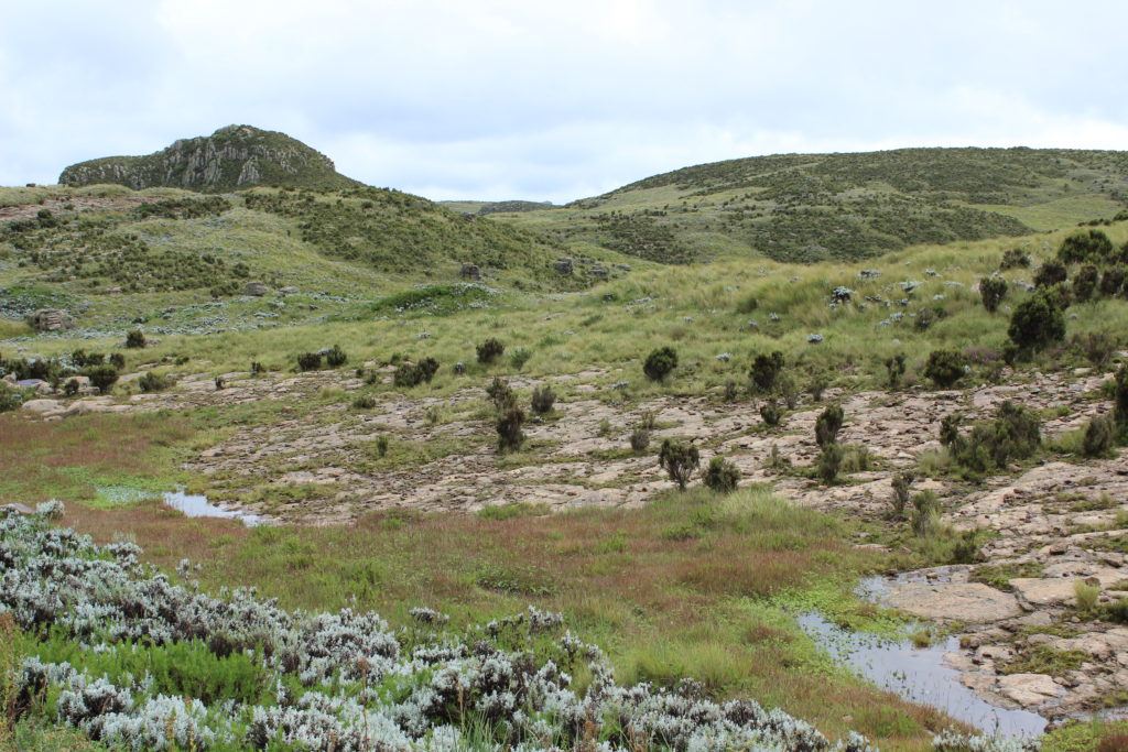 Grassland in the Ethiopian highlands