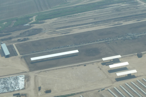 Image of large feedlot