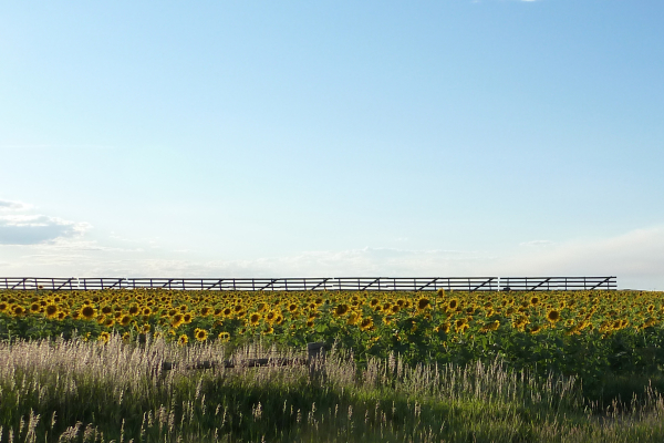 Sunflower field