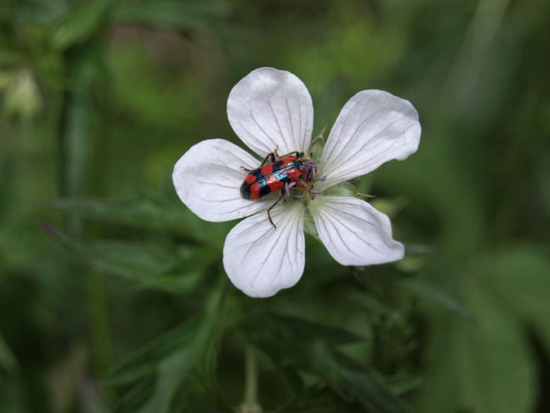 Clerid Checkered Beetle