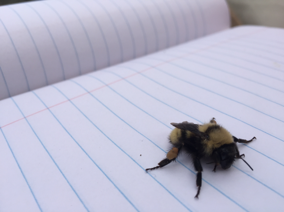 Fuzzy little bumble bee (Genus Bombus) 