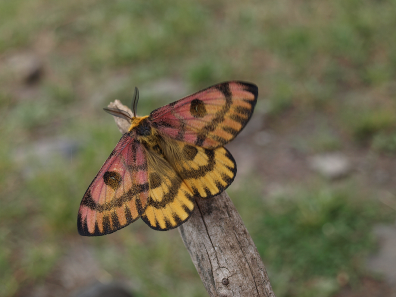 Western Sheepeater Moth