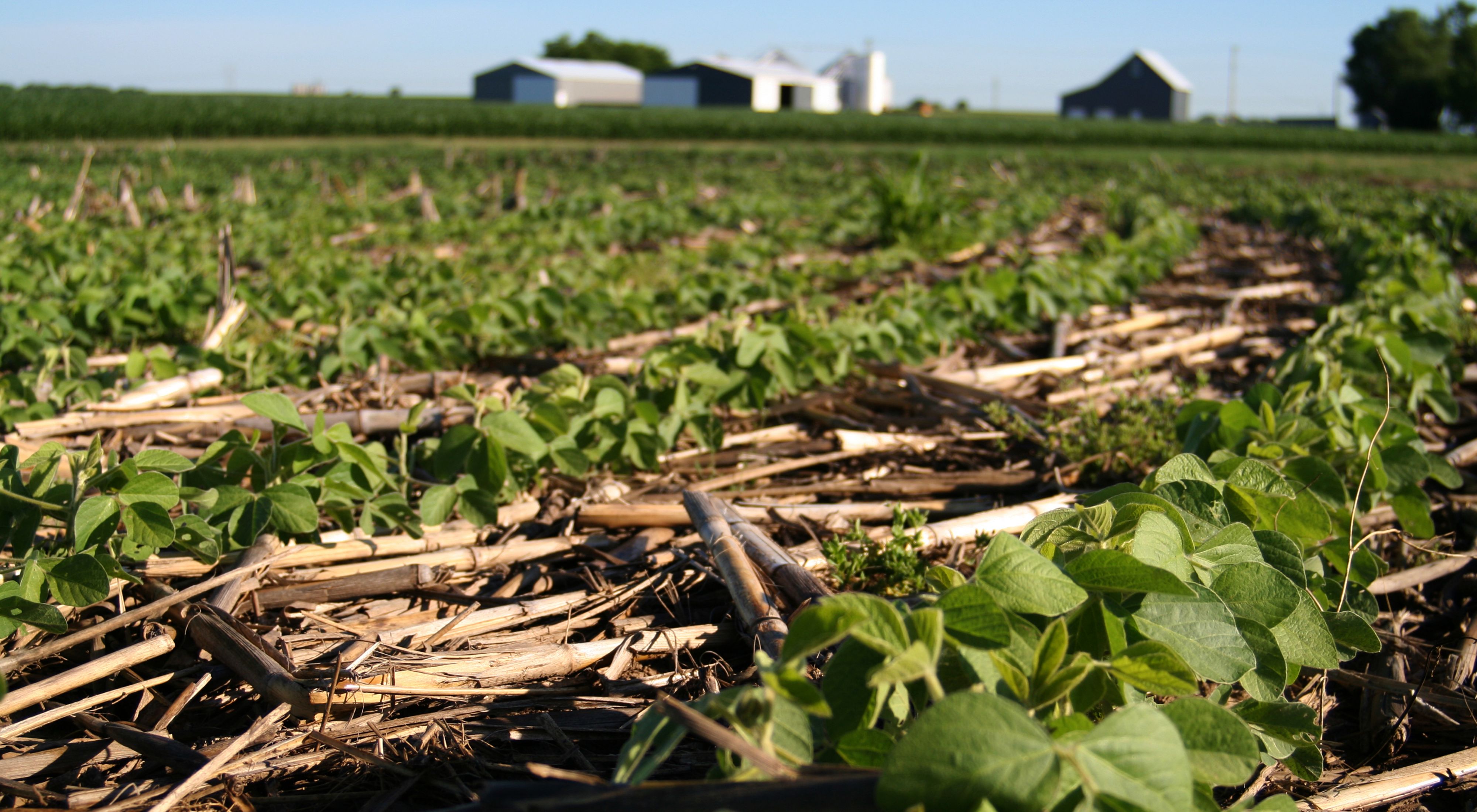 Soybeans emerge through a mat of diverse cover crop plant residues, reducing evaporation, lowering soil temperatures and protecting soil from erosion