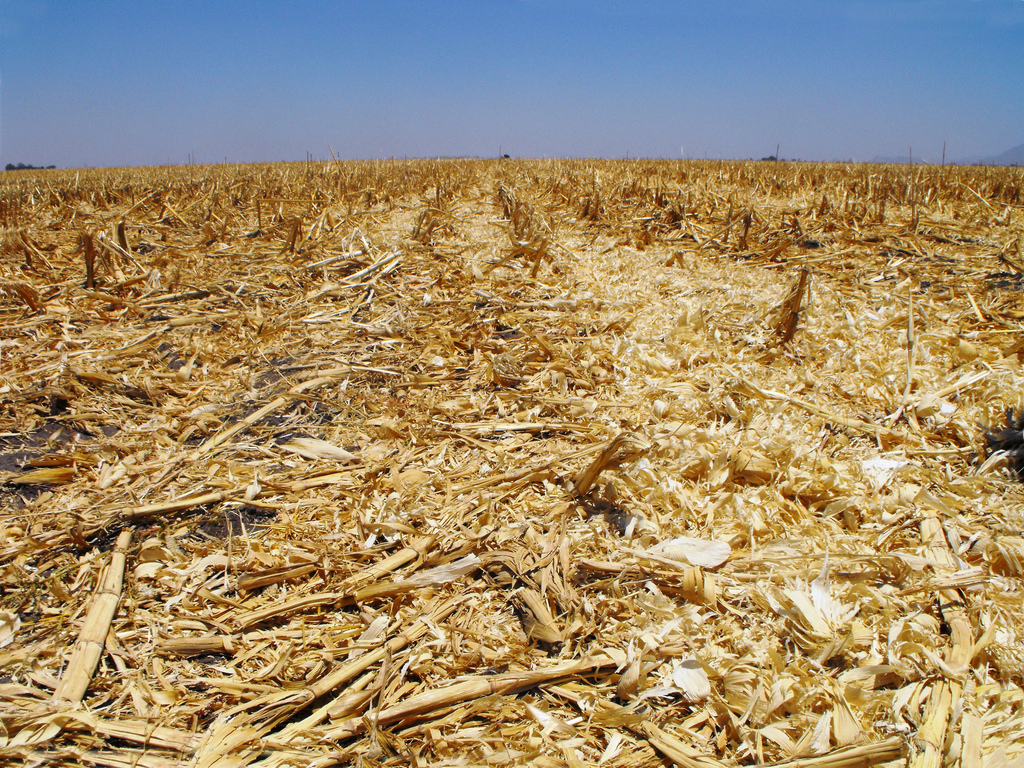 Maize crop residues on trial plots under in northern Mexico