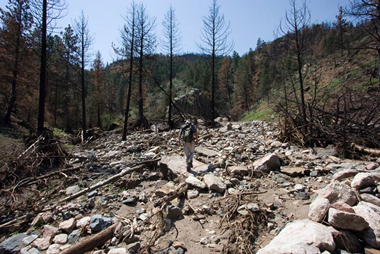 large woody debris lower Skin Gulch