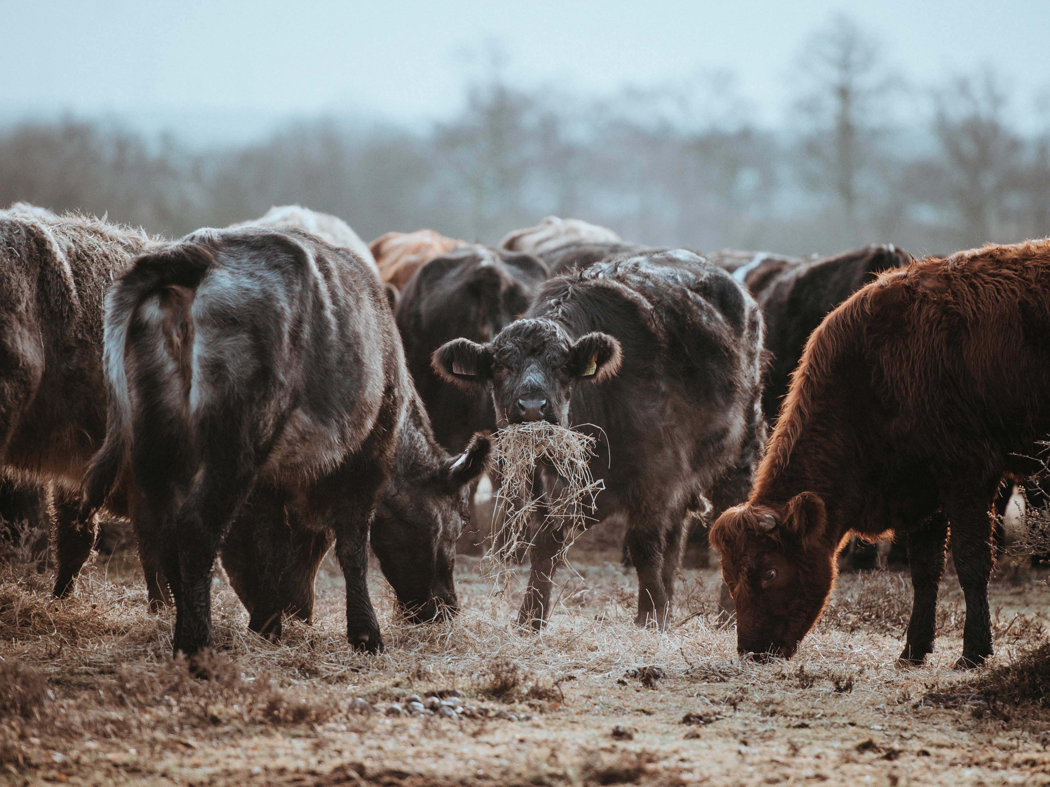 cows eating hay