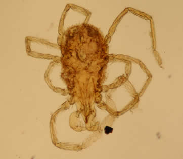 Soil Mite