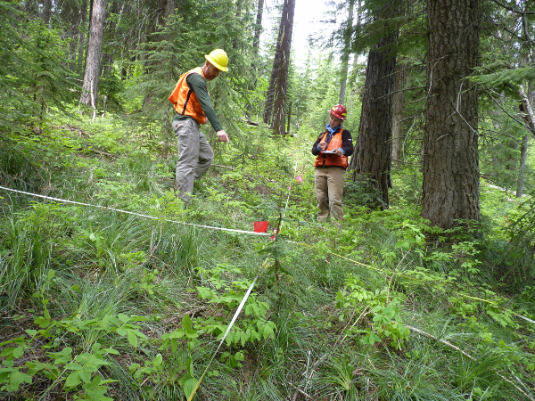forest measurements