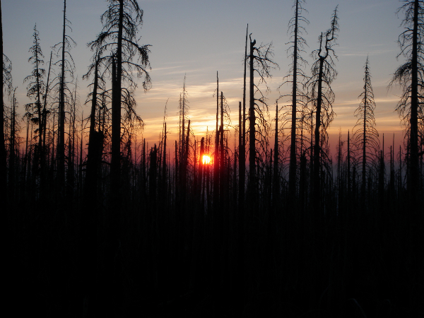 sunset through dead tree canopy