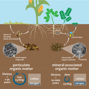 POM and MAOM function