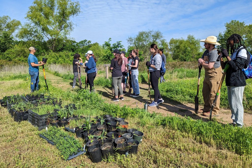 Milkweed restoration project in Dallas, Texas