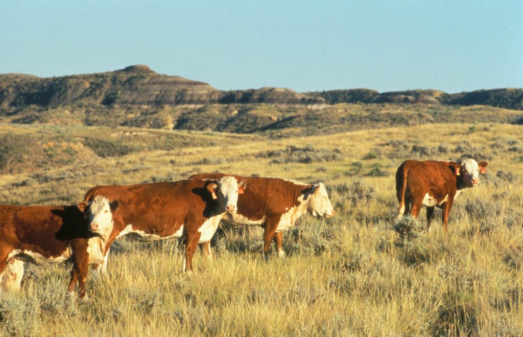 Hereford cattle on Fort Keogh Livestock and Range Research Laboratory.