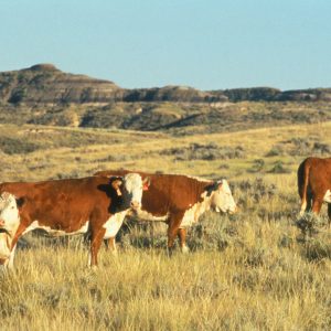 Hereford cattle on Fort Keogh Livestock and Range Research Laboratory.