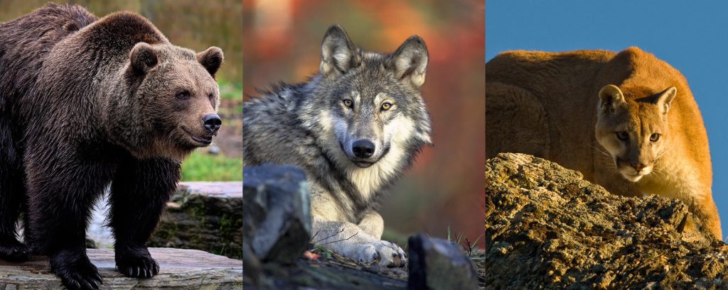 Grizzly bears, wolves, and cougars