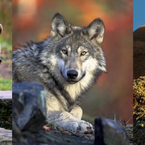 Grizzly bears, wolves, and cougars