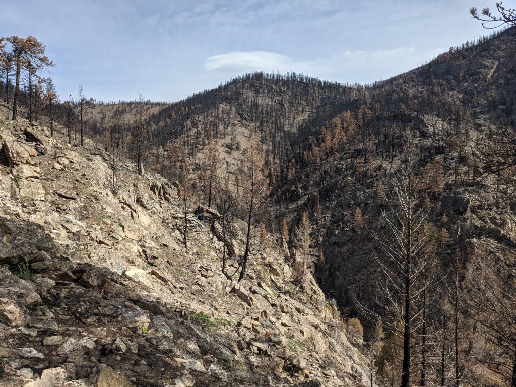 Burned trees on mountains impacted by the wildfires.