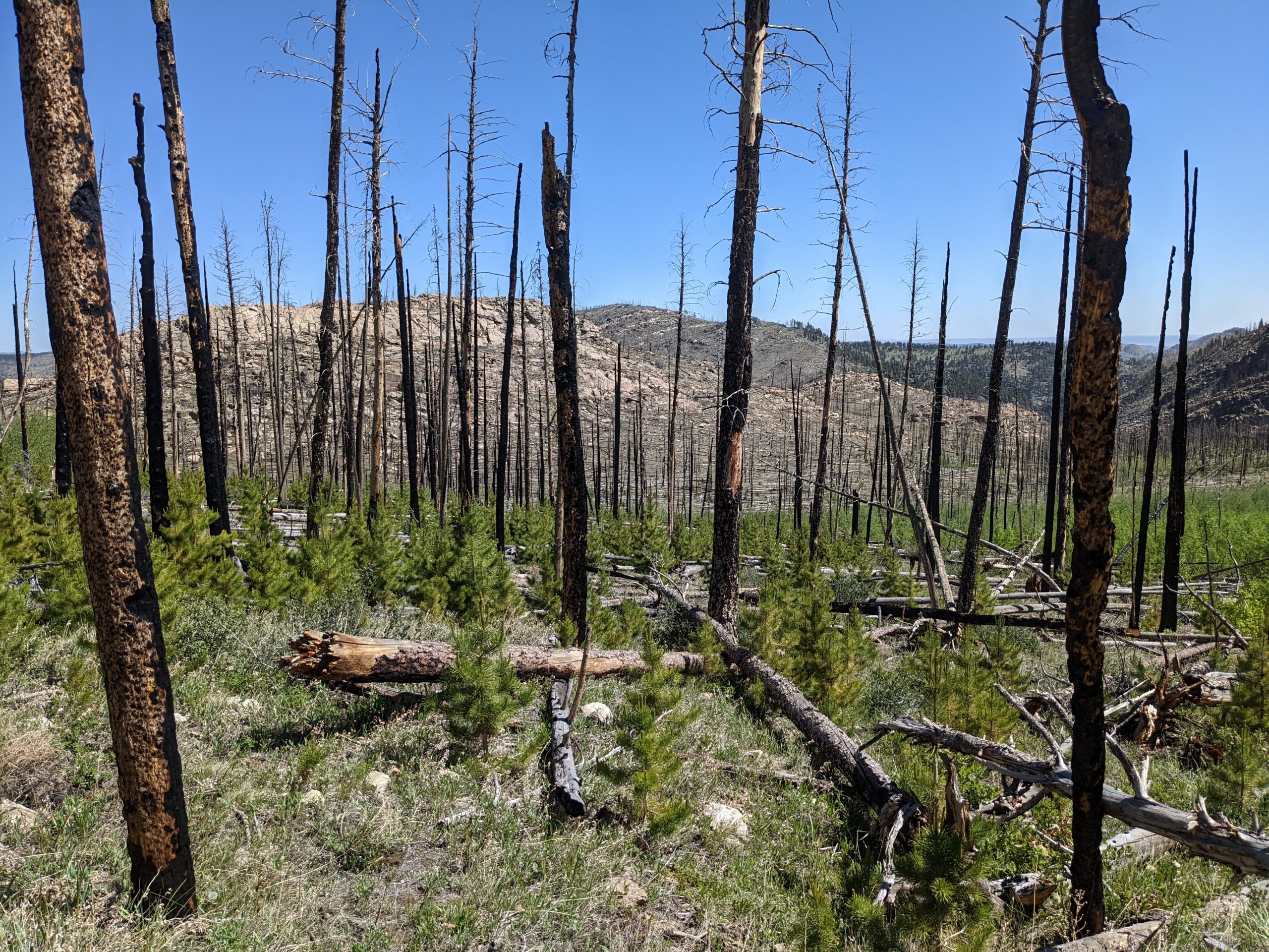 Trees and vegetation burned in a wildfire.
