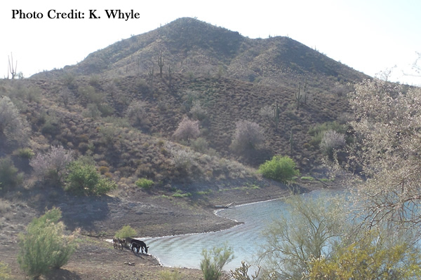 Burros watering