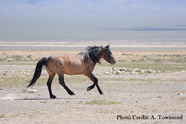 Wild Horse running